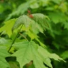 acer saccharum, sugar maple tree