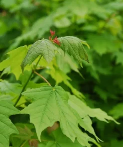 acer saccharum, sugar maple tree