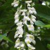 Cladrastris kentuckea, 'American Yellowwood'