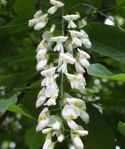 Cladrastris kentuckea, 'American Yellowwood'