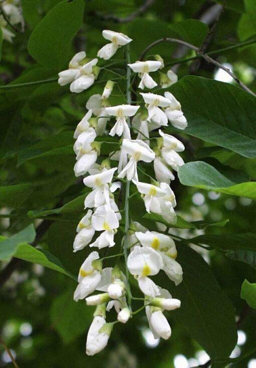 Cladrastris kentuckea, 'American Yellowwood'