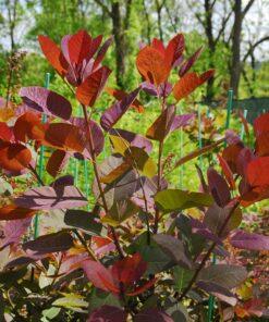 Cotinus coggygria, 'Grace Smoke Tree'