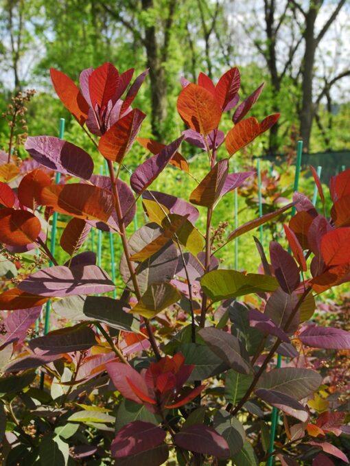 Cotinus coggygria, 'Grace Smoke Tree'