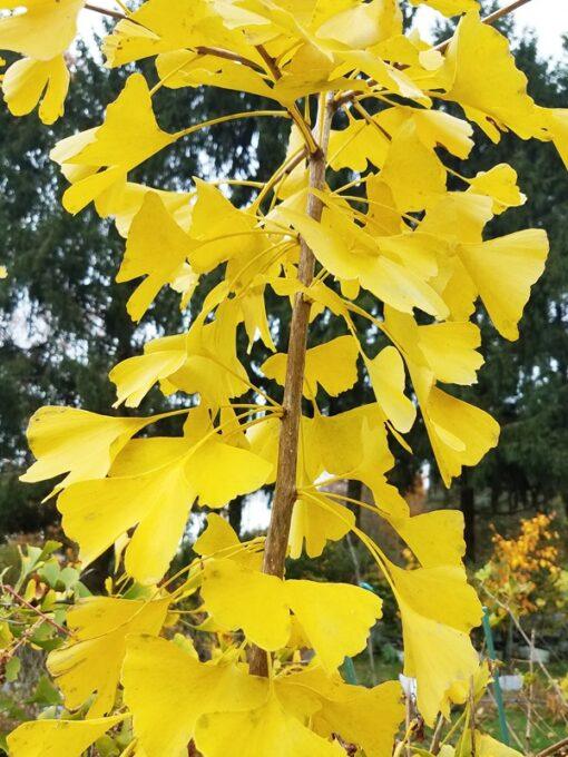 Ginkgo biloba, 'Maidenhair Tree' - Image 2