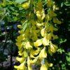Laburnum alpinum, 'Scotch Laburnum'