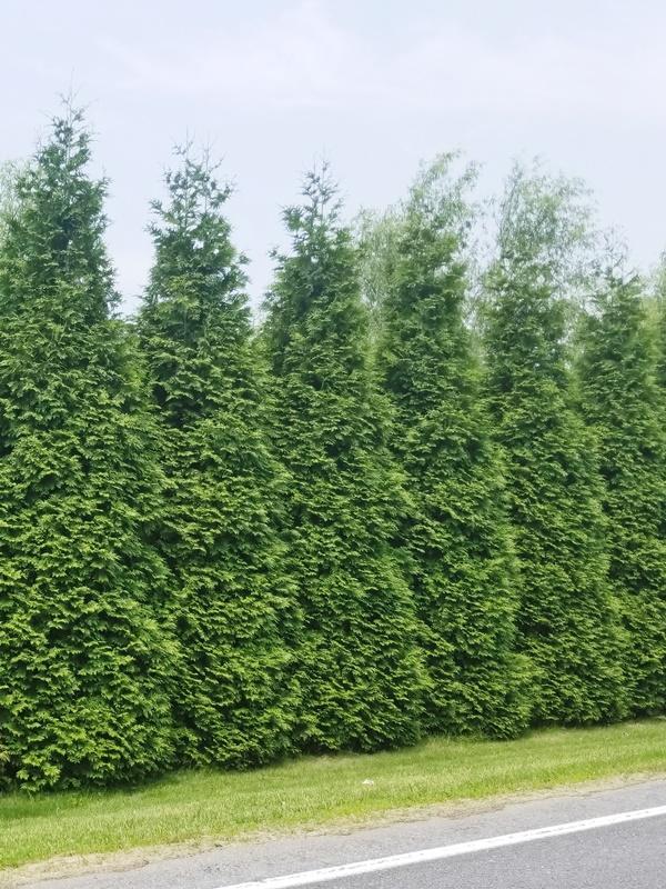 Privacy Trees