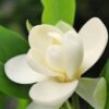 Magnolia virginiana, Sweetbay