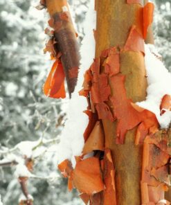 Acer griseum