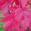 Acer rubrum, Autumn Blaze Maple