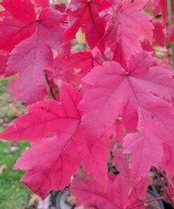 Acer rubrum, Autumn Blaze Maple