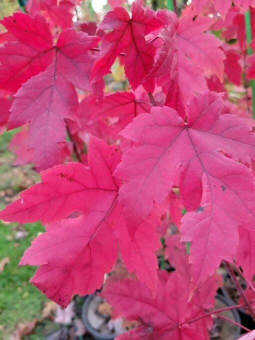 Acer rubrum, Autumn Blaze Maple