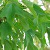 Acer buergerianum, 'Trident Maple'