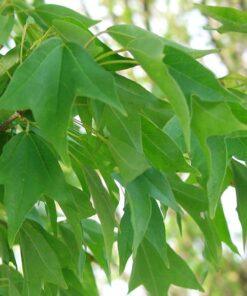 Acer buergerianum, 'Trident Maple'