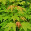 Acer palmatum, 'Green Japanese Maple'