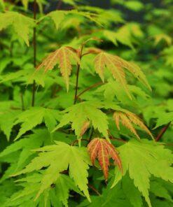 Acer palmatum, 'Green Japanese Maple'