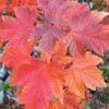 Acer rubrum - Somerset Maple