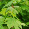 Acer sacharum, 'Sugar Maple'