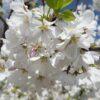 Prunus x yedoensis, 'Akebono Cherry'