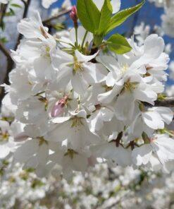 Prunus x yedoensis, 'Akebono Cherry'