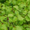 Fagus grandifolia, 'American Beech'