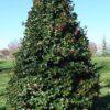 Ilex opaca, 'Greenleaf', 'American Holly'