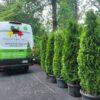 Thuja occidentalis, Emerald Green Arborvitae