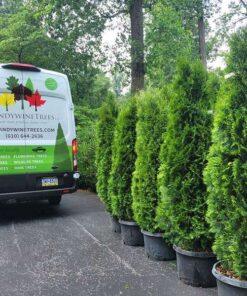 Thuja occidentalis, Emerald Green Arborvitae