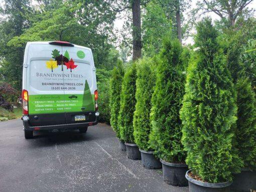 Thuja occidentalis, Emerald Green Arborvitae