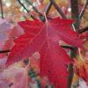 Acer rubrum 'Autumn Fantasy'