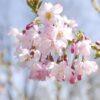 Prunus subhirtella, 'Autumnalis'