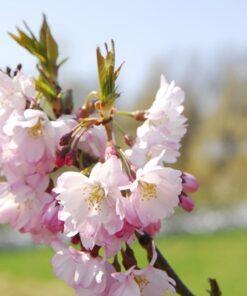 Prunus subhirtella, 'Autumnalis'