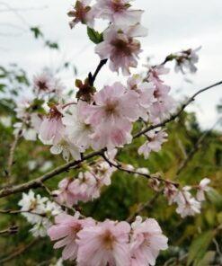 Prunus subhirtella, Autumnalis