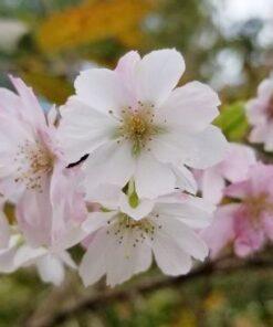 Prunus subhirtella, Autumnalis