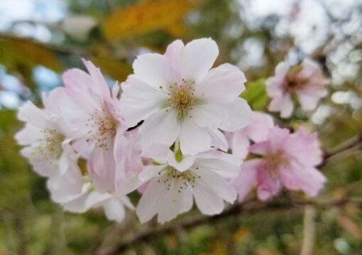 Prunus subhirtella, Autumnalis