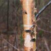 Betula papyrifera, 'Prairie Dream White Birch'