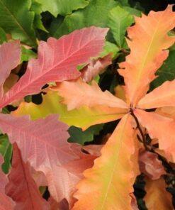 Quercus bicolor, 'Swamp White Oak'