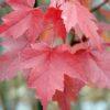 Acer rubrum - Brandywine Maple