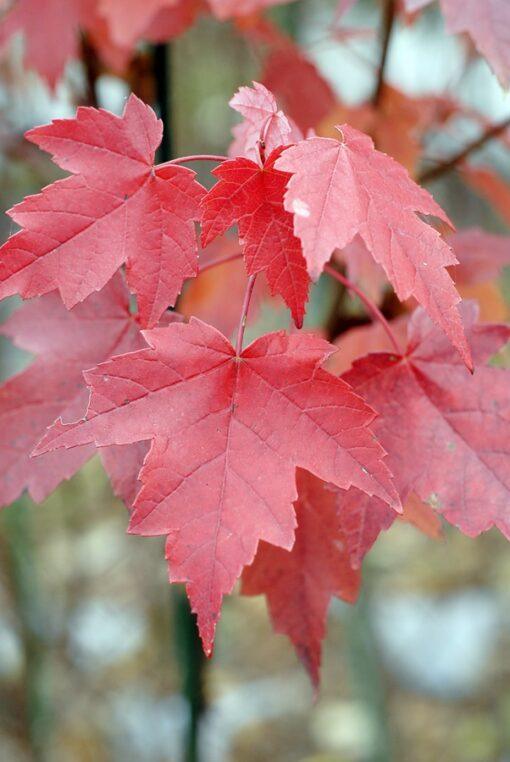 Acer rubrum - Brandywine Maple