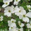 Cornus florida