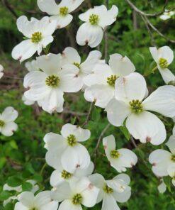Cornus florida