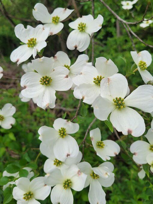 Cornus florida