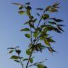 Syringa pekinensis, 'China Snow Lilac'