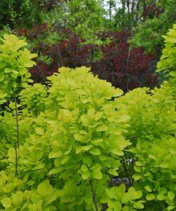 cotinus coggygria golden spirit