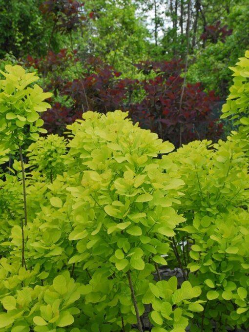 cotinus coggygria golden spirit