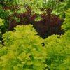 cotinus coggygria golden spirit