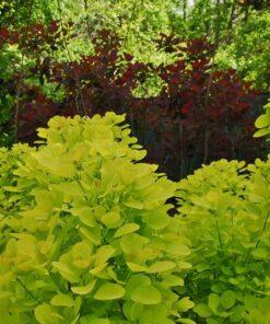 cotinus coggygria golden spirit