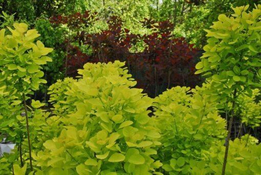 cotinus coggygria golden spirit