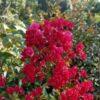 Lagerstoemia Crape Myrtle