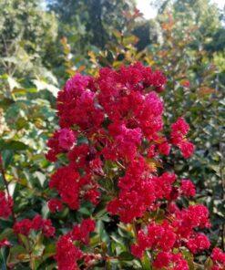 Lagerstoemia Crape Myrtle