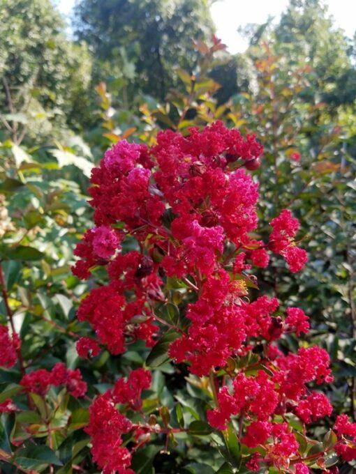 Lagerstoemia Crape Myrtle